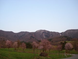 ☆大山桜☆