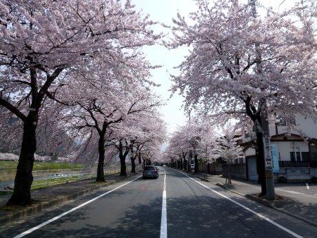 ☆満開の桜☆