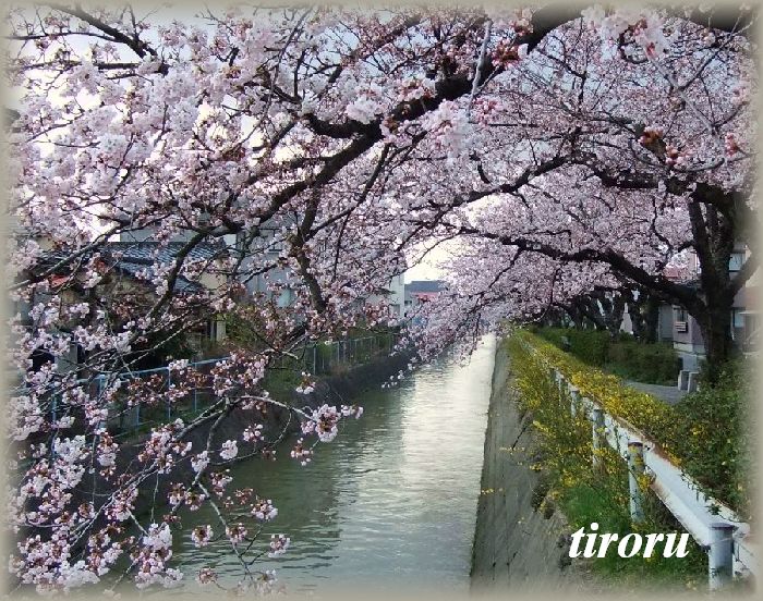 ★庄内の桜★