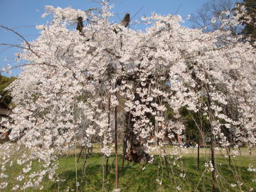 上賀茂神社の御所桜と斎王桜