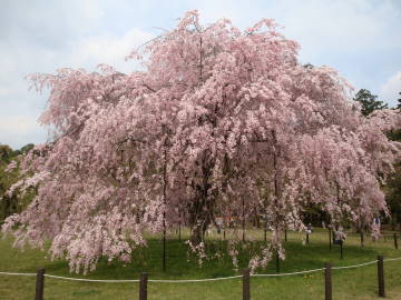 上賀茂神社の御所桜と斎王桜