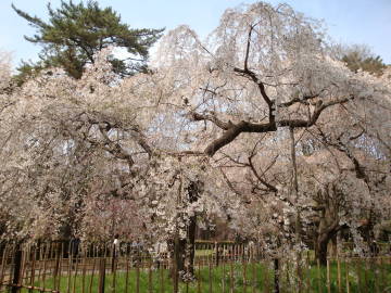 京都御苑の枝垂れ桜が満開でした