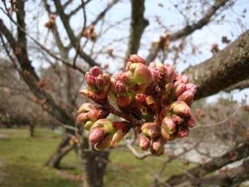 京都御苑の枝垂れ桜が満開でした