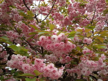 大阪造幣局の桜の通り抜け