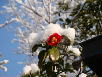京都にも雪が…桜・椿・菜の花もびっくり