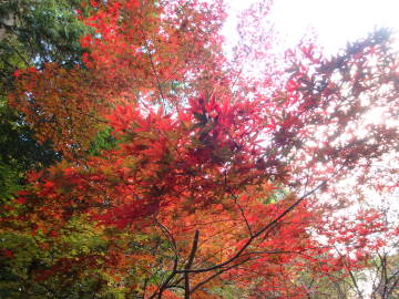 京都紅葉スポット④赤山禅院