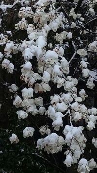 種蒔きの大雪